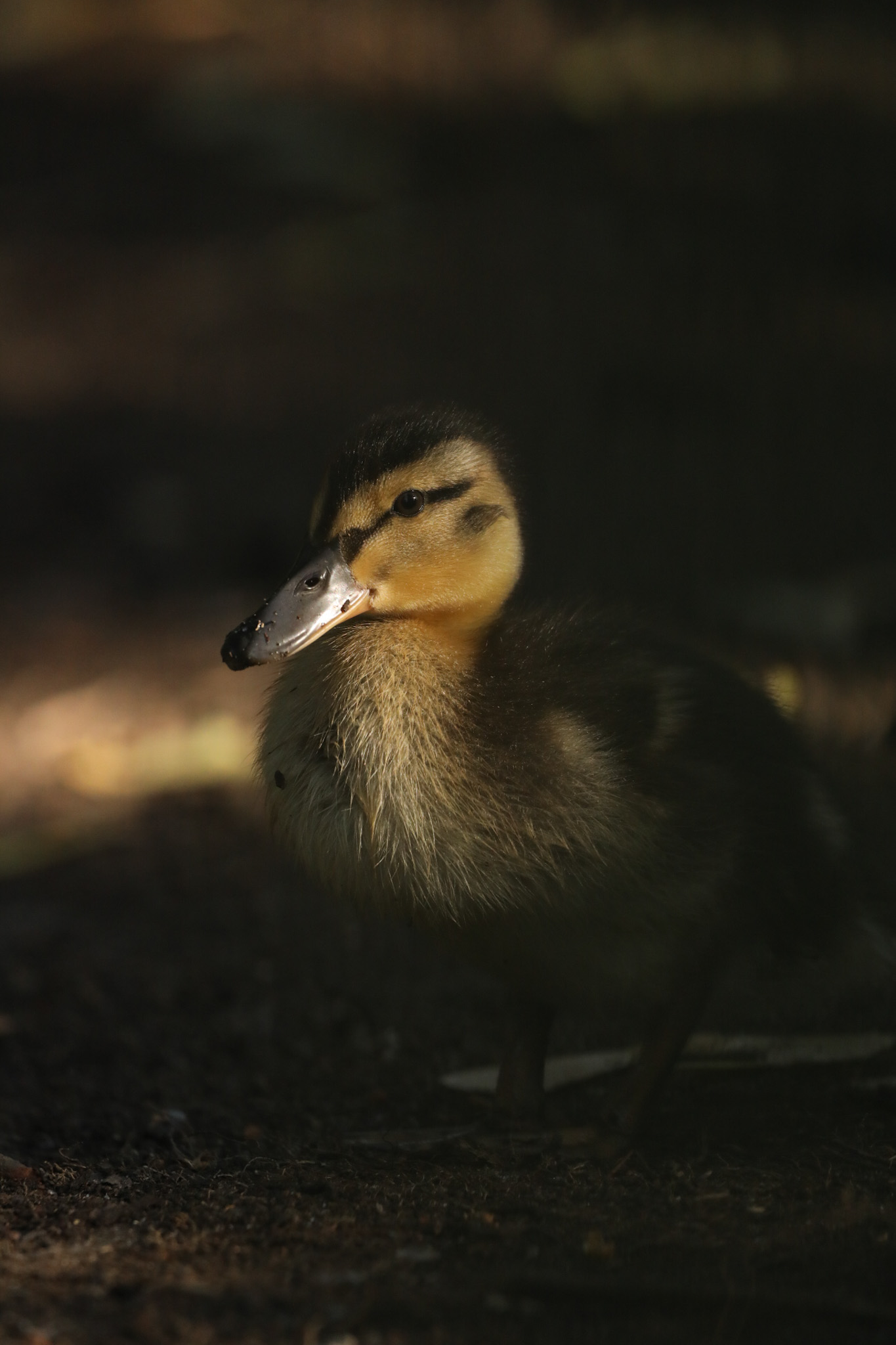 Duckling