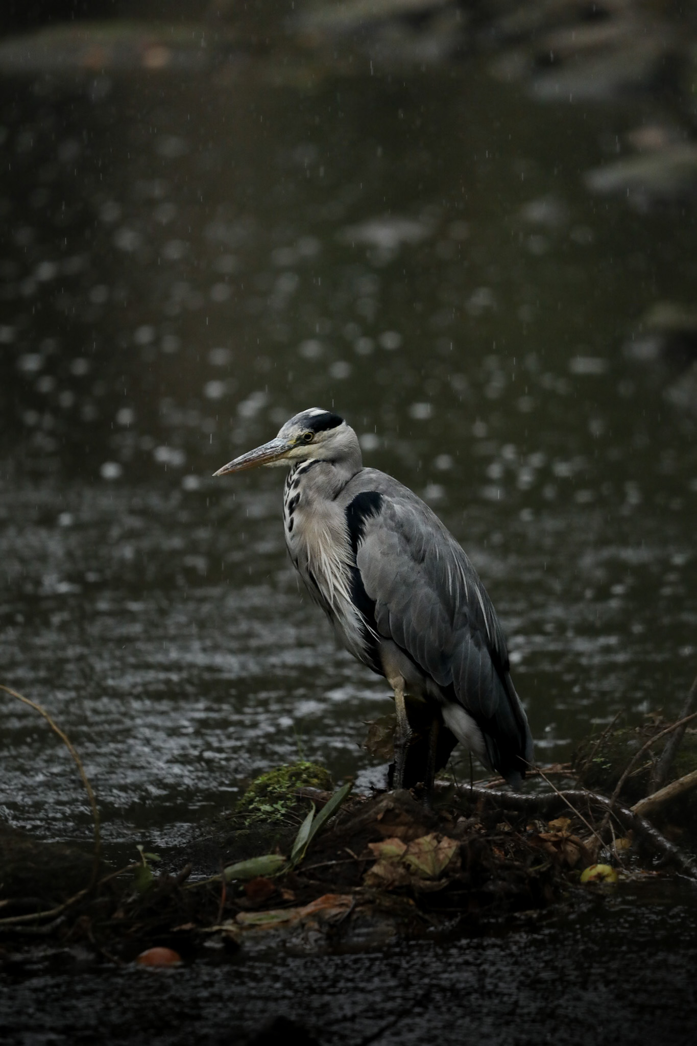 Grey heron in Edingburgh