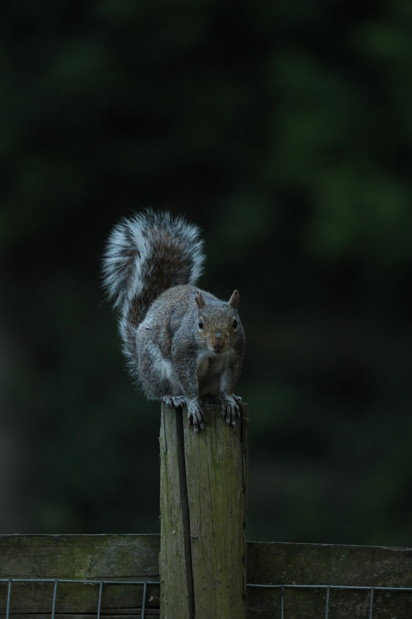 Squirrel in Mudchute